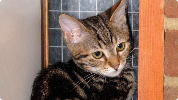 Кошка прошла из Турции в Великобританию за 9 дней