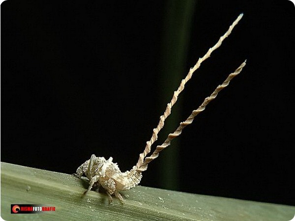 Австралийская цикадка Olonia sp.