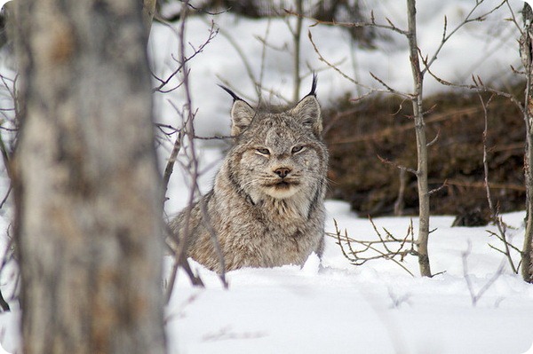 Канадская рысь (лат. Lynx canadensis)