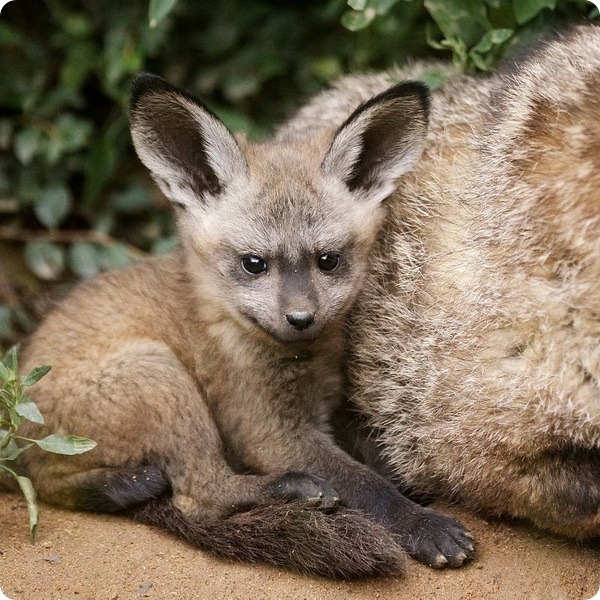 Большеухие лисицы из Праги