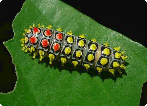 Гусеница пестрянки Cyclosia papilionaris