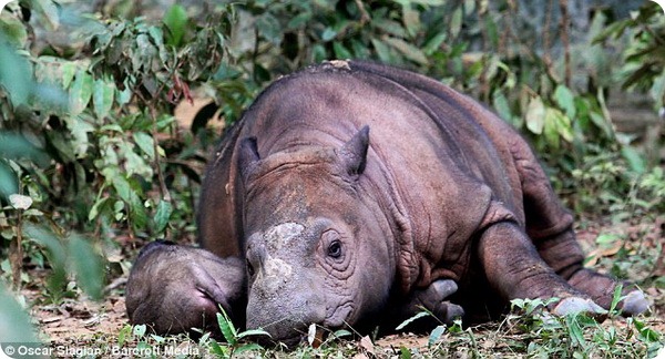 Суматранский носорог из Индонезии