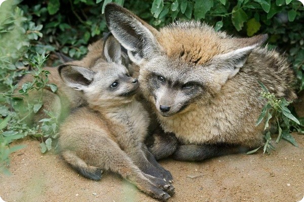 Большеухие лисицы из Праги