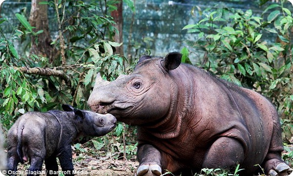 Суматранский носорог из Индонезии