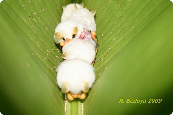 Белые летучие мыши (лат. Ectophylla alba)