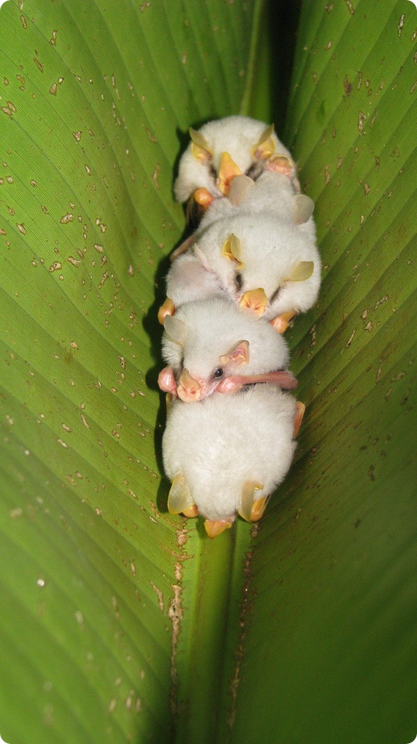 Белые летучие мыши (лат. Ectophylla alba)
