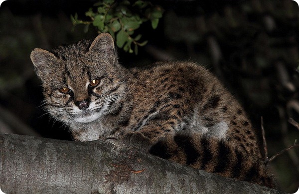 Чилийская кошка (лат. Leopardus guigna)