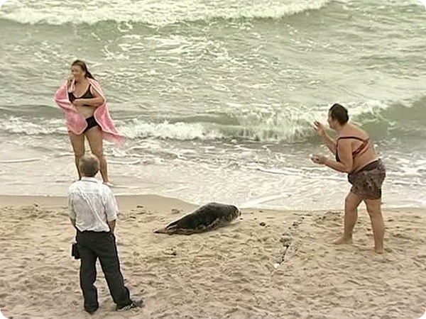 Тюлененок облюбовал место на пляже возле людей