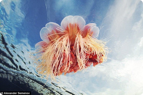 Сказочный, но опасный мир медуз