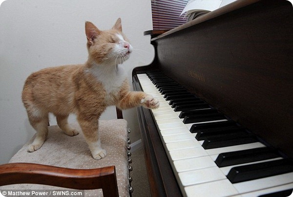 Стиви Уандер - слепой кот музыкант