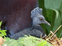 Веероносный венценосный голубь из Колчестера
