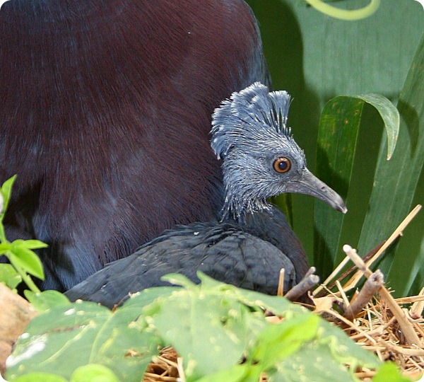 Веероносный венценосный голубь из Колчестера