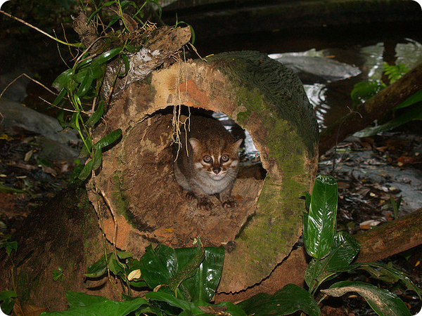 Картинки по запросу Суматранская кошка