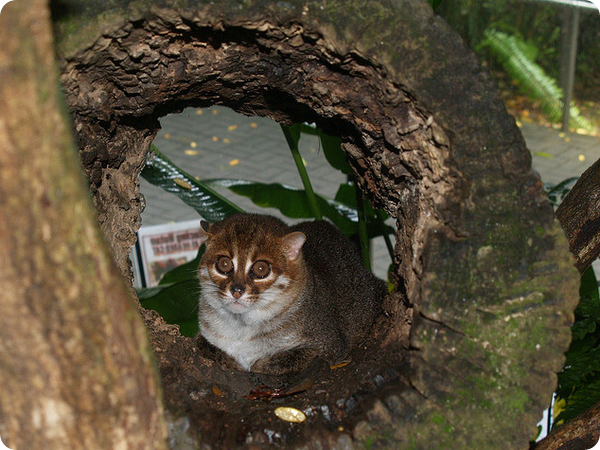 Суматранская кошка (лат. Prionailurus planiceps)