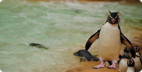 Большой пингвин (лат. Eudyptes robustus)