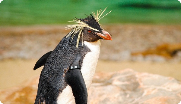 Большой пингвин (лат. Eudyptes robustus)