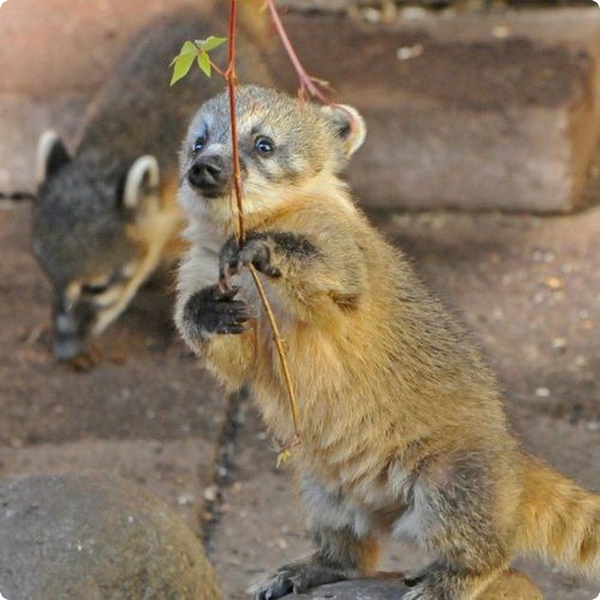 Дебют детёнышей коати в немецком парке дикой природы
