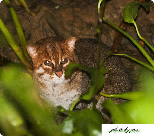 Суматранская кошка (лат. Prionailurus planiceps)