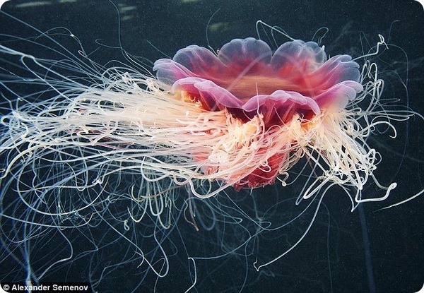 Сказочный, но опасный мир медуз
