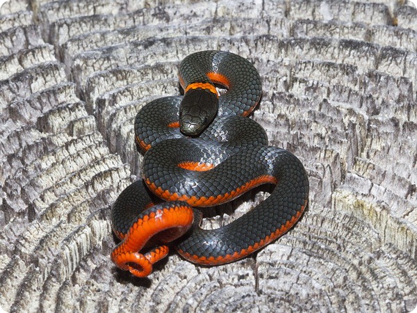 Точечная ошейниковая змея (лат. Diadophis punctatus)