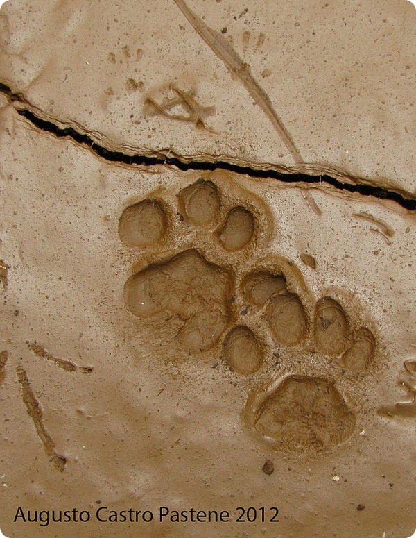 Чилийская кошка (лат. Leopardus guigna)