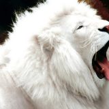 Белый лев — ожившая легенда