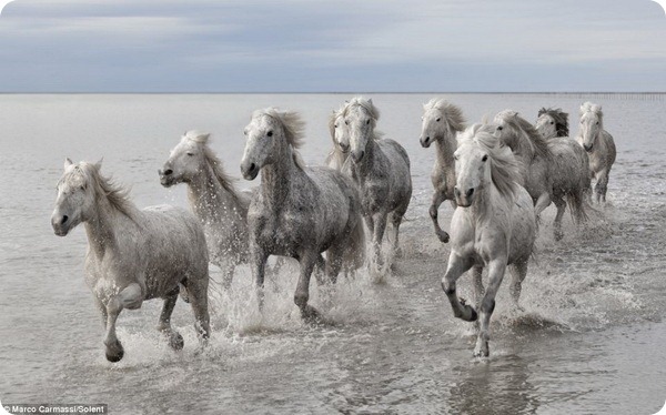 Знаменитые лошади Камарга