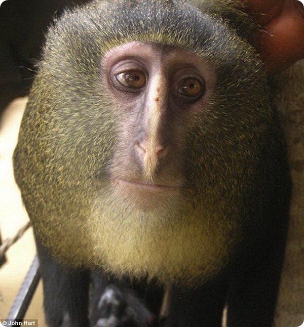 В Африке обнаружен новый вид обезьян