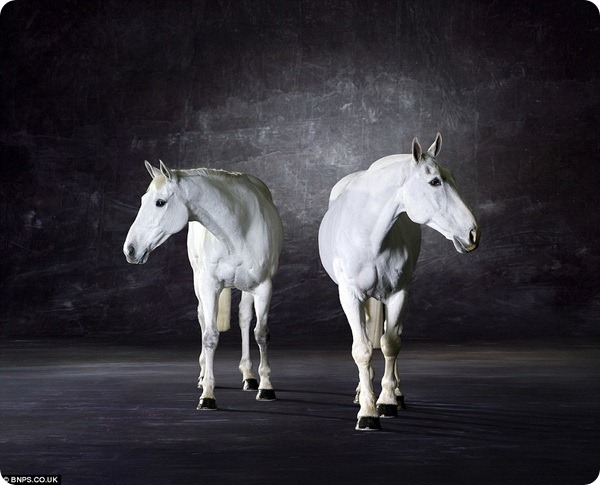 Лошади позируют в студии профессионального фотографа 