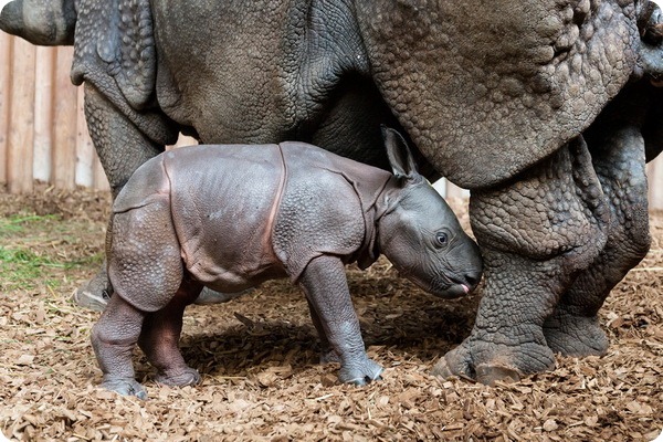 В швейцарском зоопарке родился детёныш панцирного носорога