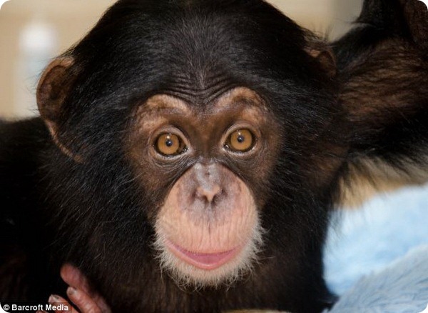 Детёныш шимпанзе находит новую семью