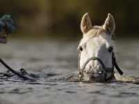 Лошадка, любит поплавать на длинную дистанцию