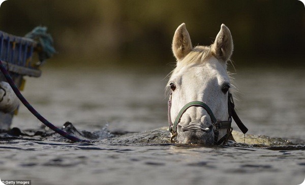 Лошадка, которая любит поплавать на длинную дистанцию