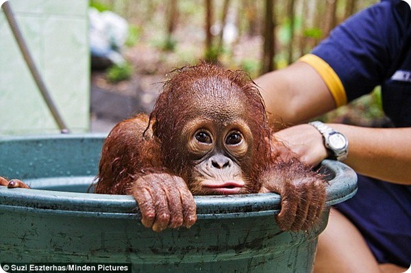 Малыш Берни из Центра помощи орангутанам на Борнео