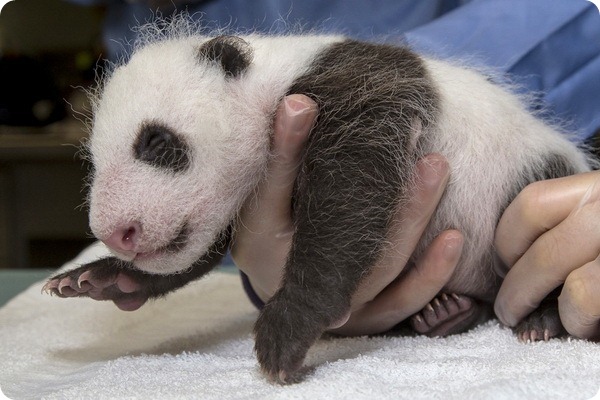 Детёнышу большой панды из Сан-Диего определили пол