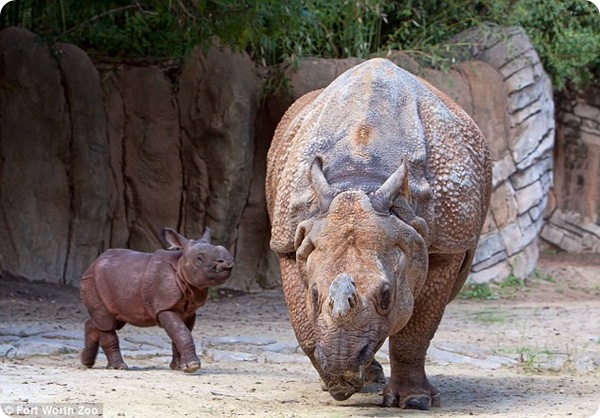 Детёныш индийского носорога появился в зоопарке Техаса