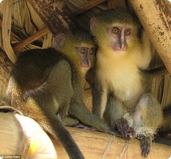 В Африке обнаружен новый вид обезьян