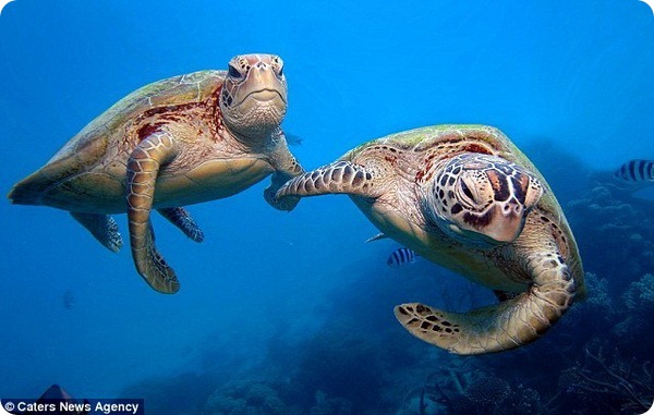 Дружба фотографа и морских черепах