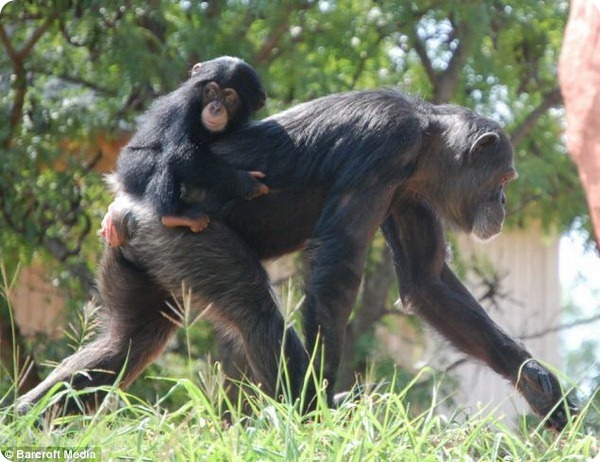 Детёныш шимпанзе находит новую семью