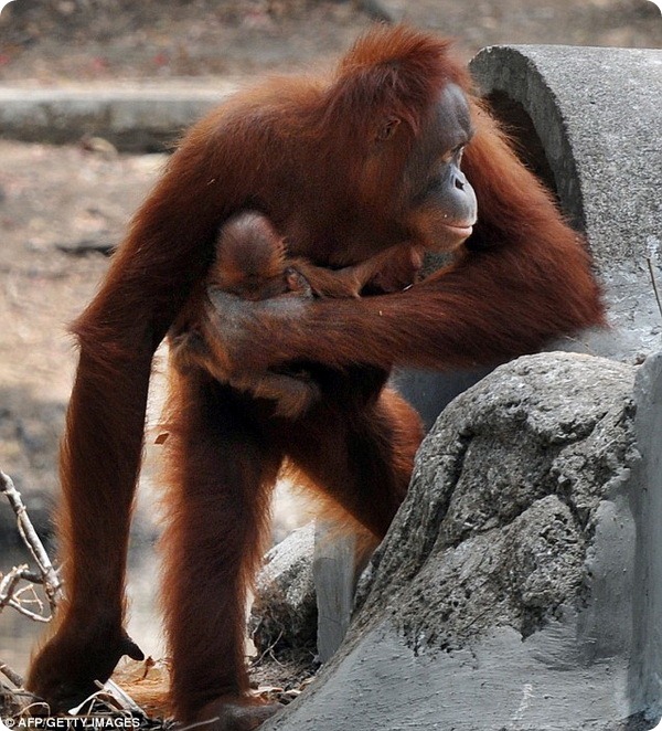 Заядлая курильщица орангутанг Тори родила малыша