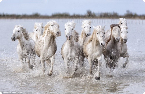 Знаменитые лошади Камарга