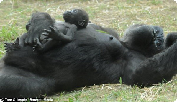 Детёныш гориллы из зоопарка Северной Каролины
