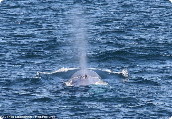 В водах Сиднея был замечен 15-метровый синий кит