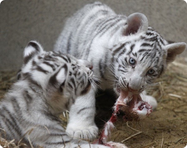 В чешском зоопарке родились белые бенгальские тигрята