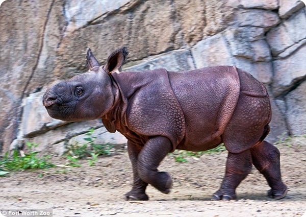 Детёныш индийского носорога появился в зоопарке Техаса