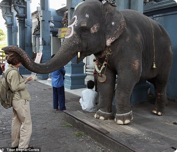 Священных индийских слонов посадят на диету