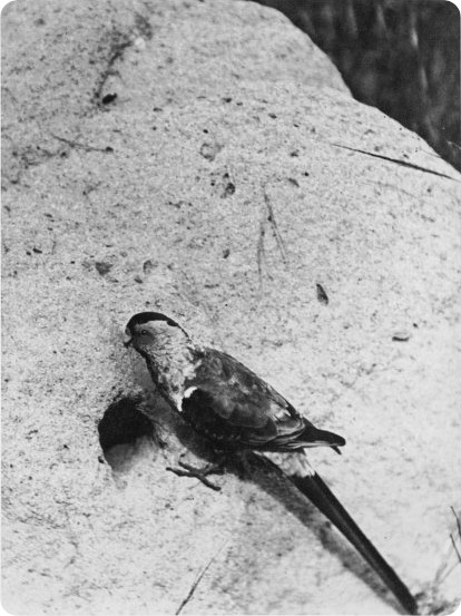 Райский плоскохвостый попугай (лат. Psephotus pulcherrimus).