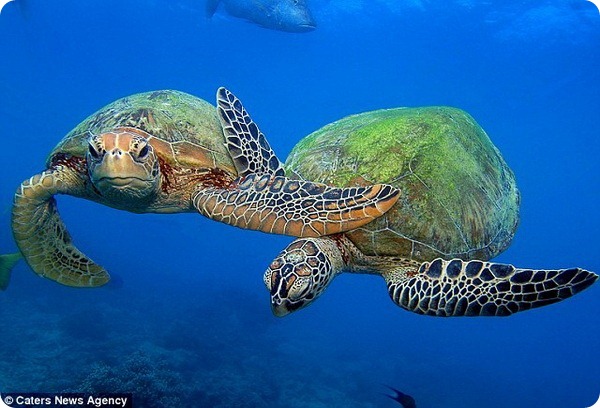 Дружба фотографа и морских черепах