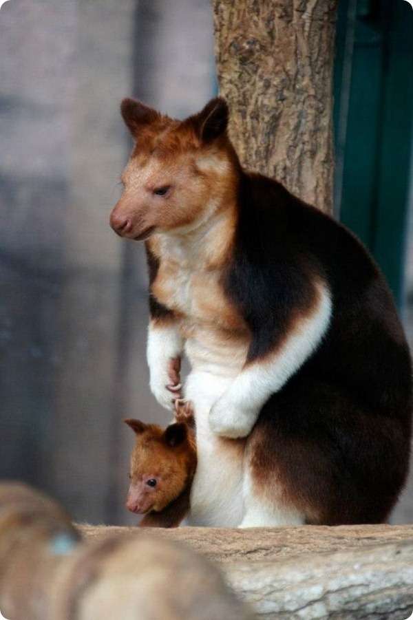 Детеныш древесного кенгуру из зоопарка Beauval Zoo