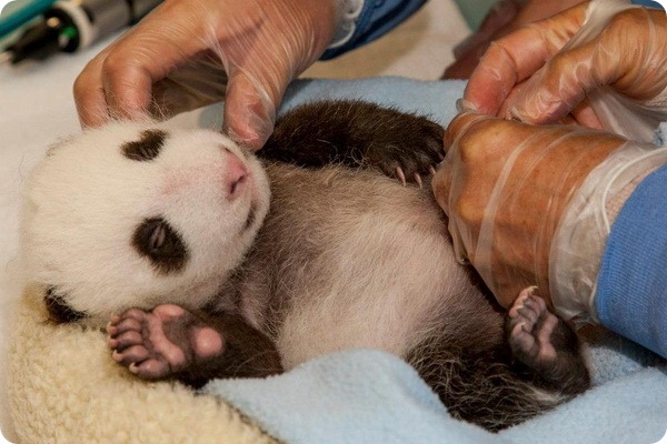 Детёнышу большой панды из Сан-Диего определили пол